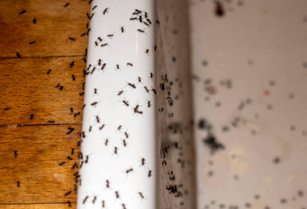 Best Pest Control for Restaurants  in Cumberland, MD