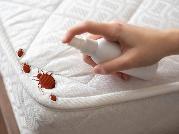 Best Flea Control Services  in Cumberland, MD