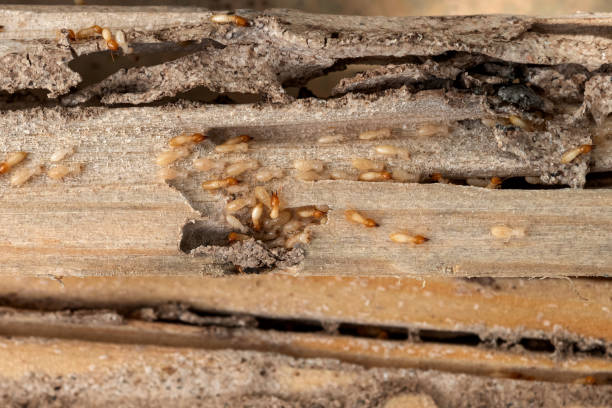 Best Insect Control  in Cumberland, MD